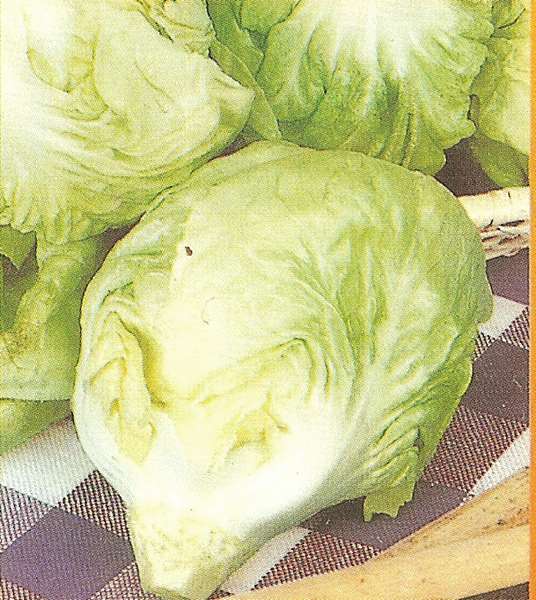 CICORIA DI MANTOVA GR.50